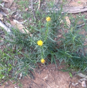 Xerochrysum viscosum at Deakin, ACT - 1 Apr 2020