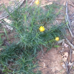 Xerochrysum viscosum at Deakin, ACT - 1 Apr 2020