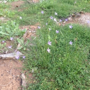 Wahlenbergia stricta subsp. stricta at Deakin, ACT - 1 Apr 2020