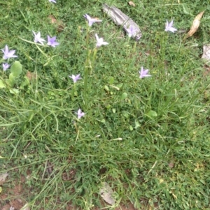 Wahlenbergia stricta subsp. stricta at Deakin, ACT - 1 Apr 2020