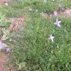 Wahlenbergia stricta subsp. stricta at Deakin, ACT - 1 Apr 2020