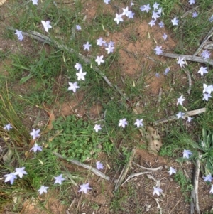 Wahlenbergia gracilis at Deakin, ACT - 1 Apr 2020