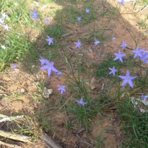 Wahlenbergia sp. at Deakin, ACT - 1 Apr 2020