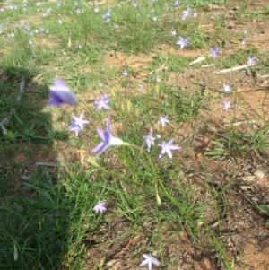 Wahlenbergia sp. at Deakin, ACT - 1 Apr 2020