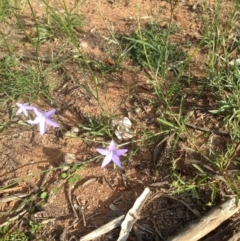 Wahlenbergia sp. at Deakin, ACT - 1 Apr 2020