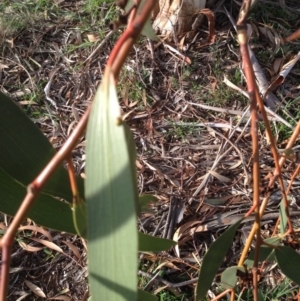 Eucalyptus pauciflora at Deakin, ACT - 1 Apr 2020 05:19 PM