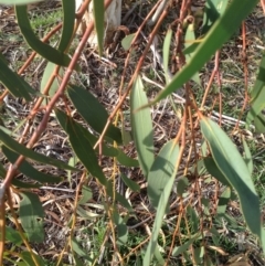 Eucalyptus pauciflora at Deakin, ACT - 1 Apr 2020 05:19 PM