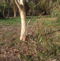 Eucalyptus pauciflora at Deakin, ACT - 1 Apr 2020 05:19 PM