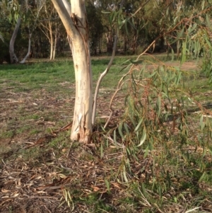 Eucalyptus pauciflora at Deakin, ACT - 1 Apr 2020