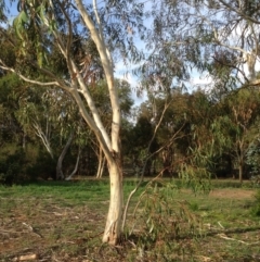 Eucalyptus pauciflora at Deakin, ACT - 1 Apr 2020 05:19 PM