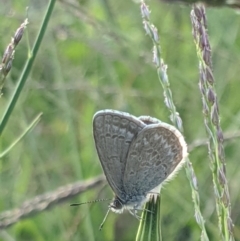 Zizina otis (Common Grass-Blue) at Dunlop, ACT - 1 Apr 2020 by MattM