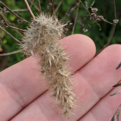 Enneapogon nigricans (Nine-awn Grass, Bottlewashers) at Woodstock Nature Reserve - 31 Mar 2020 by MattM