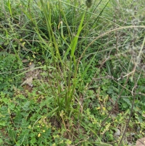 Enneapogon nigricans at Dunlop, ACT - 1 Apr 2020