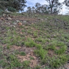 Enneapogon nigricans at Dunlop, ACT - 1 Apr 2020