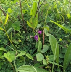 Glycine tabacina (Variable Glycine) at Dunlop, ACT - 1 Apr 2020 by MattM