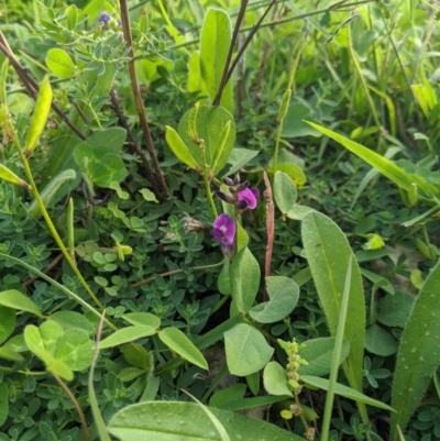 Glycine tabacina (Variable Glycine) at Dunlop, ACT - 31 Mar 2020 by MattM