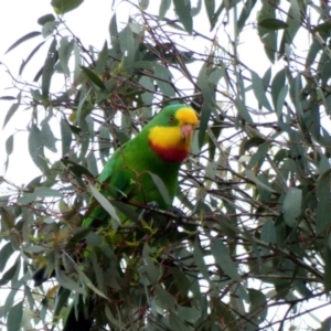 Polytelis swainsonii at Hughes, ACT - suppressed