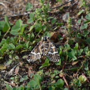 Apina callisto at Deakin, ACT - 1 Apr 2020