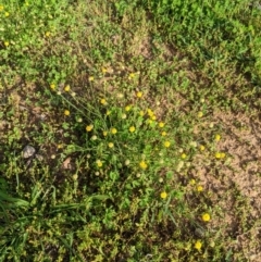 Calotis lappulacea (Yellow Burr Daisy) at Dunlop, ACT - 31 Mar 2020 by MattM