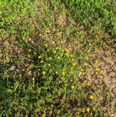 Calotis lappulacea (Yellow Burr Daisy) at Dunlop, ACT - 1 Apr 2020 by MattM