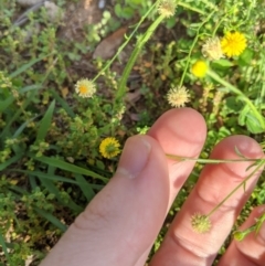 Calotis lappulacea at Dunlop, ACT - 1 Apr 2020