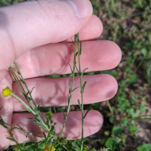 Calotis lappulacea at Dunlop, ACT - 1 Apr 2020