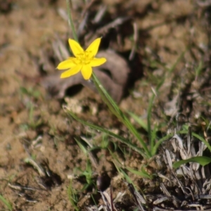 Hypoxis hygrometrica var. hygrometrica at Gundaroo, NSW - 30 Mar 2019