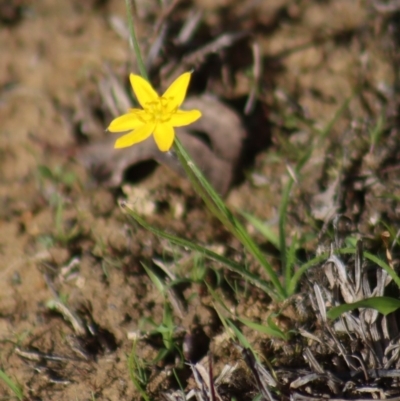 Hypoxis hygrometrica var. hygrometrica (Golden Weather-grass) at Gundaroo, NSW - 29 Mar 2019 by Gunyijan