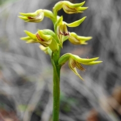 Corunastylis cornuta (Horned Midge Orchid) at Hackett, ACT - 1 Apr 2020 by shoko
