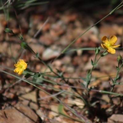 Hypericum gramineum (Small St Johns Wort) at Gundaroo, NSW - 22 Mar 2019 by Gunyijan