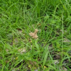 Plantago lanceolata at Dunlop, ACT - 1 Apr 2020 06:10 AM