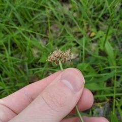 Plantago lanceolata at Dunlop, ACT - 1 Apr 2020