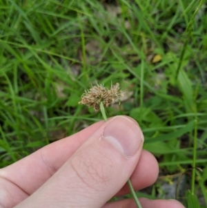 Plantago lanceolata at Dunlop, ACT - 1 Apr 2020 06:10 AM