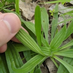 Plantago lanceolata at Dunlop, ACT - 1 Apr 2020