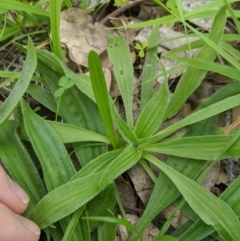 Plantago lanceolata at Dunlop, ACT - 1 Apr 2020 06:10 AM