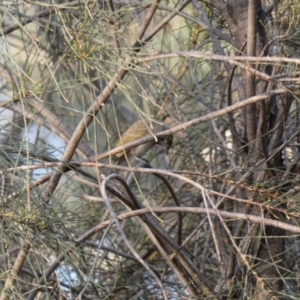 Caligavis chrysops at Deakin, ACT - 1 Apr 2020