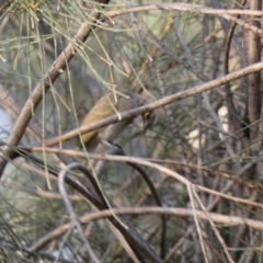 Caligavis chrysops at Deakin, ACT - 1 Apr 2020