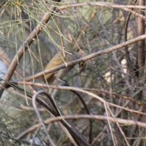 Caligavis chrysops at Deakin, ACT - 1 Apr 2020