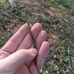 Aristida ramosa (Purple Wire Grass) at Dunlop, ACT - 1 Apr 2020 by MattM