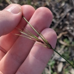 Aristida ramosa at Dunlop, ACT - 1 Apr 2020