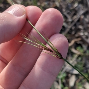 Aristida ramosa at Dunlop, ACT - 1 Apr 2020 06:20 AM