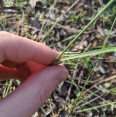 Aristida ramosa at Dunlop, ACT - 1 Apr 2020