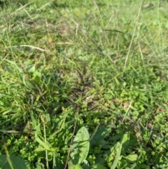 Eragrostis cilianensis (Stinkgrass) at Woodstock Nature Reserve - 31 Mar 2020 by MattM