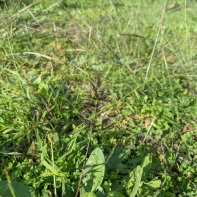 Eragrostis cilianensis (Stinkgrass) at Woodstock Nature Reserve - 31 Mar 2020 by MattM