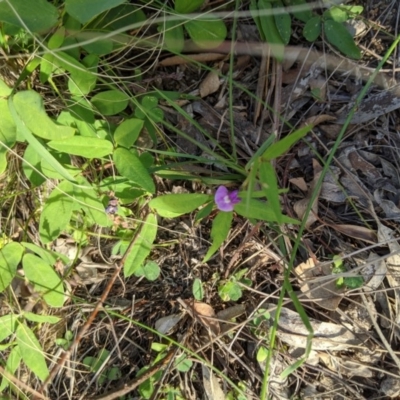 Glycine tabacina (Variable Glycine) at Dunlop, ACT - 31 Mar 2020 by MattM