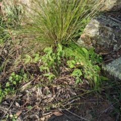 Glycine tabacina at Dunlop, ACT - 1 Apr 2020