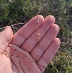 Digitaria brownii (Cotton Panic Grass) at Dunlop, ACT - 1 Apr 2020 by MattM