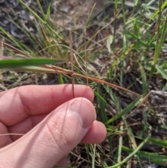 Digitaria brownii at Dunlop, ACT - 1 Apr 2020