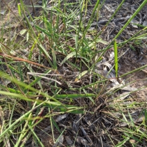 Digitaria brownii at Dunlop, ACT - 1 Apr 2020