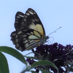 Belenois java (Caper White) at Hughes, ACT - 1 Apr 2020 by JackyF